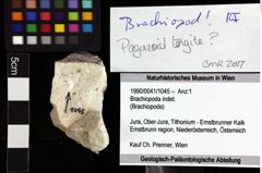 Foto (Objket + Etiketten) von Brachiopoda indet. 